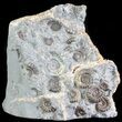Ammonite Fossil Slab - Marston Magna Marble #63485-1